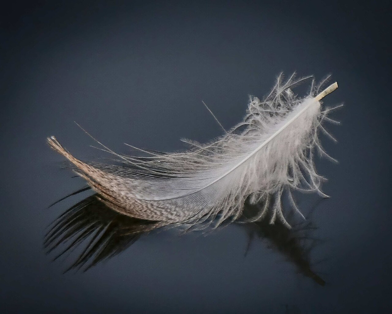 White Feather - Art paper for Decoupage and Mixed Media by Painting Lady Designs